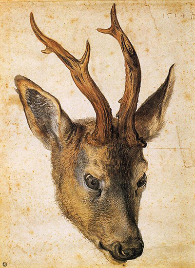 Head of a Stag Albrecht Durer